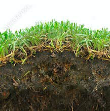 Grass sod soil