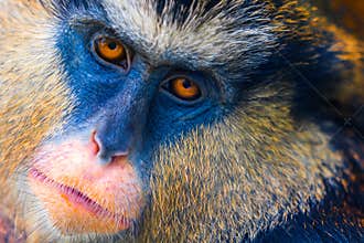Mona Monkey