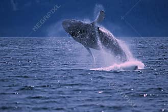 Whale