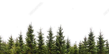 Row of Christmas pine trees isolated on white