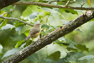 Tawny-bellied Babbler in Ella, Sri Lanka