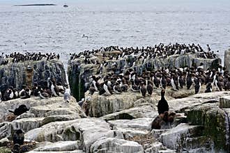 Atlantic birdlife, Farne Islands Nature Reserve, England