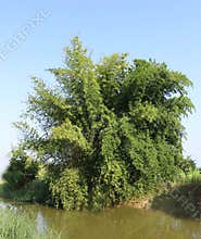 Bamboo tree