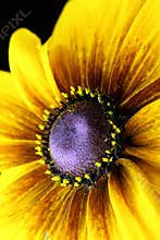 Dusted In Pollen