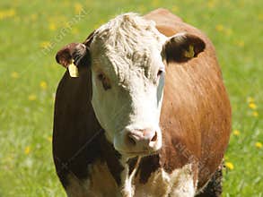 Cow