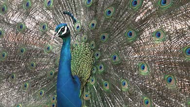 An Indian peacock (Pavo cristatus) displays vibrant and colorful feathers