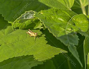 Grasshopper Orthoptera, Caelifera