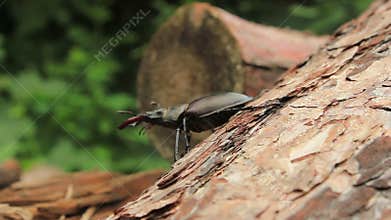 Stag Beetle