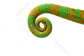 Panther Chameleon Tail