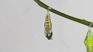 Lime butterfly emerging from pupa