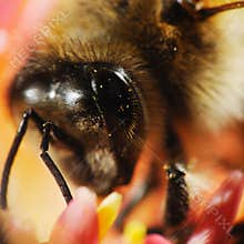 Bee head macro