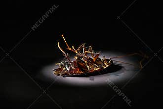 Dead cockroach
