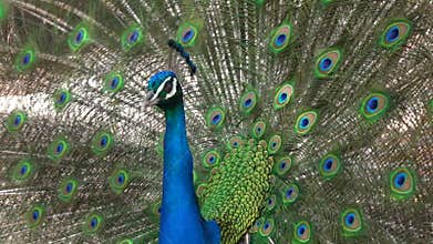 An Indian peacock (Pavo cristatus) displays vibrant and colorful feathers