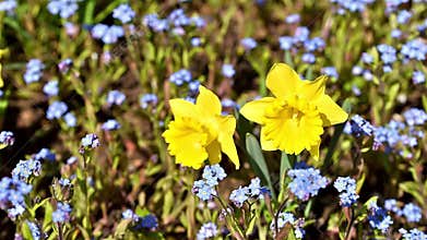 Narcissus Flower In Fresh Green Grass