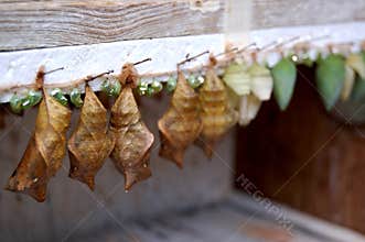 Owl and Blue Morpho Butterfly Chysalis Pupae