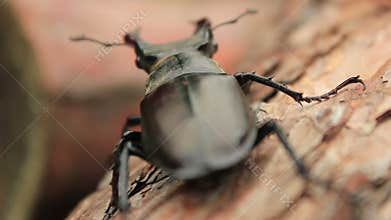 Stag Beetle