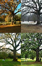 Oak Tree in Four Seasons