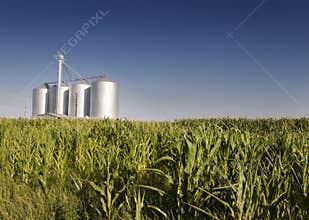 Corn field with agricultural silos