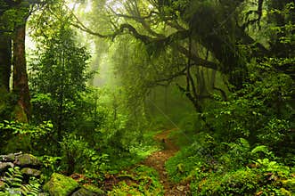 Nepal jungle