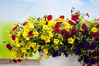 Million bells, balcony plant