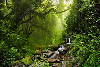 Nepal jungle