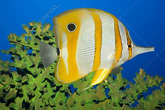 Tropical fish Butterflyfish.