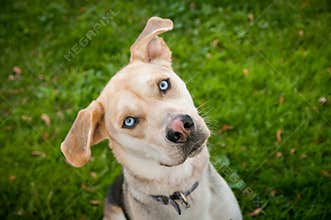 Husky Labrador Mutt Mixed Breed Dog with Blue eyes