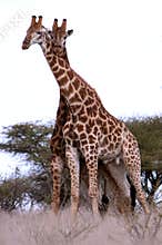 Couple of African Giraffes