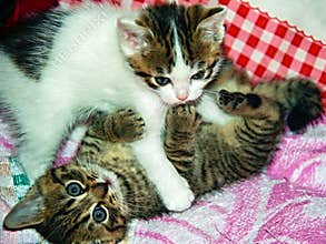 Playing Kittens