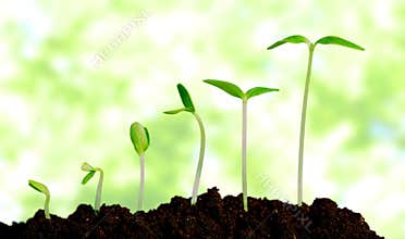 Grow, growing, plant