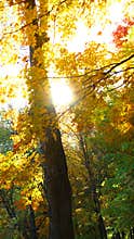 Sunlight in forest in autumn