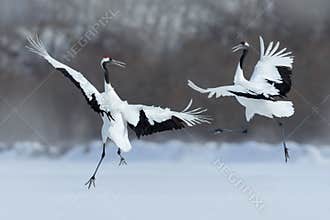 Dancing pair of Red-crowned crane with open wing in flight, with snow storm, Hokkaido, Japan