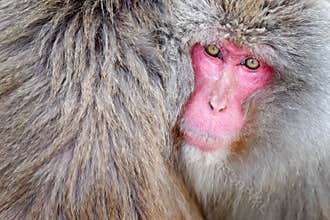 Monkey Japanese macaque, Macaca fuscata, detail red face portrait in the fur, Hokkaido, Japan
