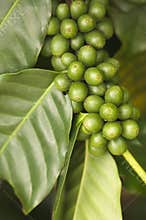 Coffee Beans on the Branch