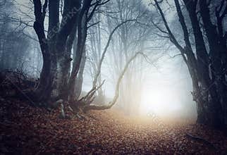 Scary mysterious forest in fog in autumn. Magic trees