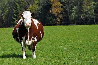 Pregnant brown cow