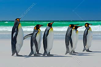 Group of King penguins, Aptenodytes patagonicus, going from white sand to sea, artic animals in the nature habitat, dark blue sky,