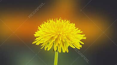 Dandelion flower blossoming composition