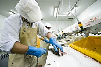Industrial fish filleting