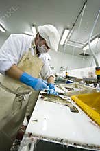 Industrial fish filleting