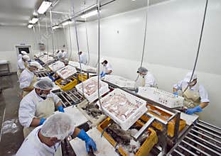 Fish processing factory