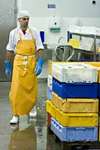 Fish manufacture worker