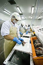 Fish cutters in action