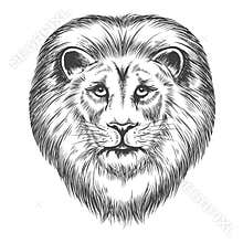 Hand Drawn Lion Head