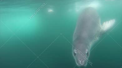Leopard seal under water