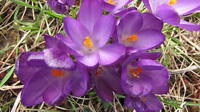 Timelapse flower crocus blooming