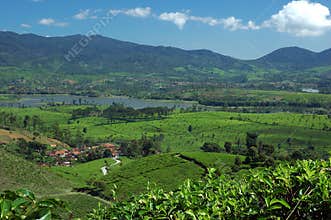Tea Plantation 3,view at the lake Cileunca