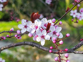 Apple tree flowers