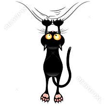 Fun Naughty Black Cat