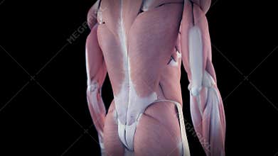 The human muscle system